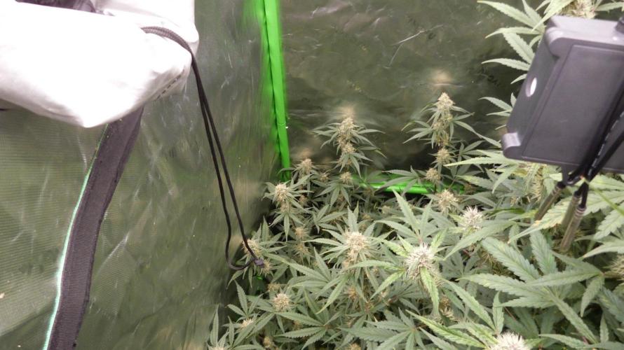 NEW Lemon Cherry Sundae RDWC. Week 11