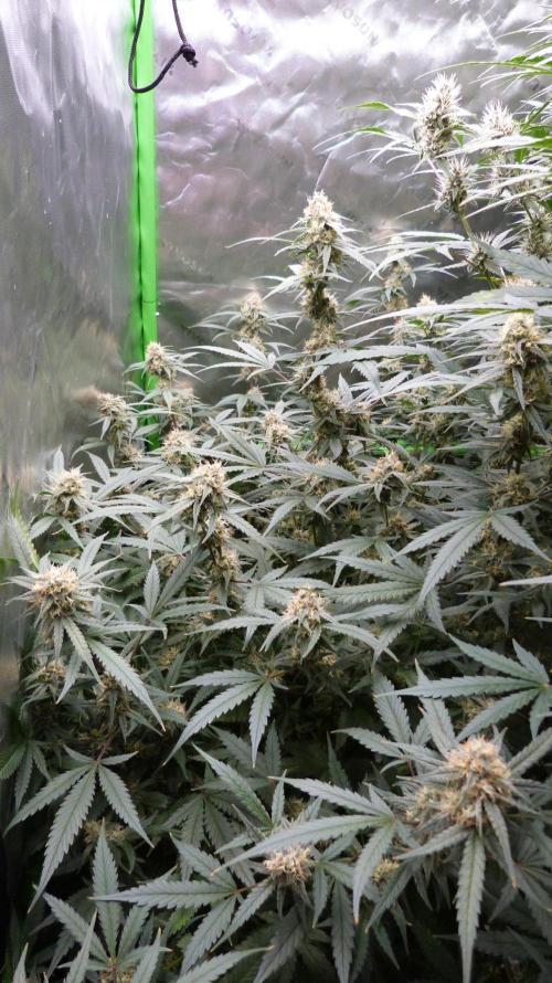 NEW Lemon Cherry Sundae RDWC. Week 11