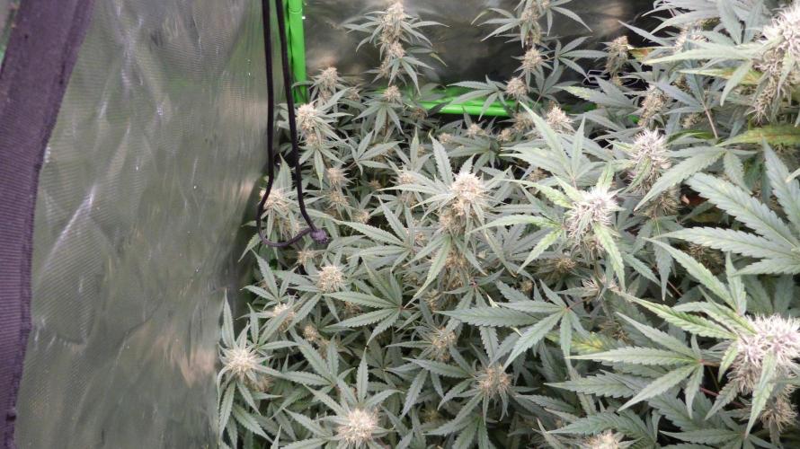 NEW Lemon Cherry Sundae RDWC. Week 11
