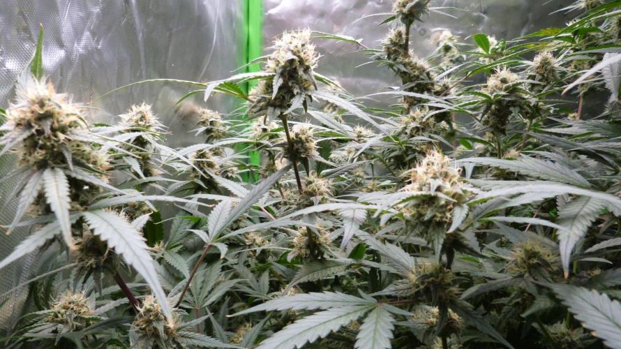 Grow Tent S448 48x48x80. Week 11