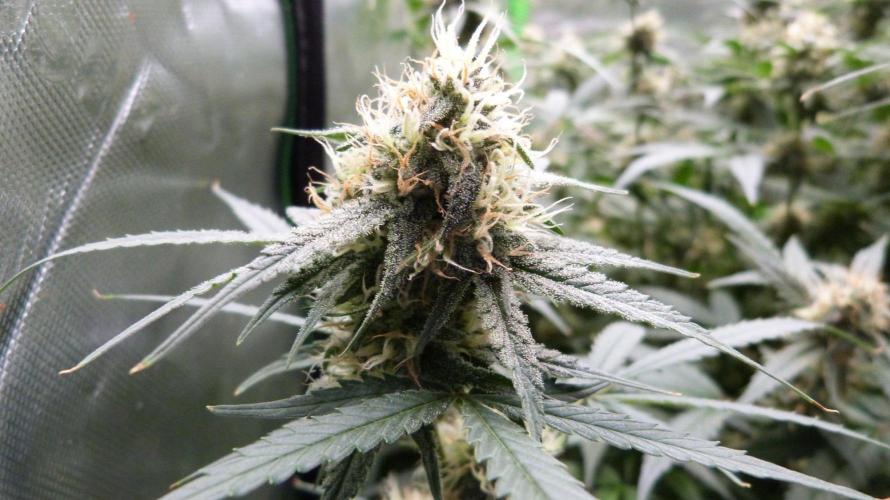 NEW Lemon Cherry Sundae RDWC. Week 11