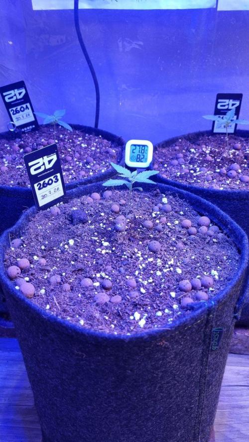 !FastBuds FBA unpublished TESTER GROW!. Week 3 - All3
11.08.2026