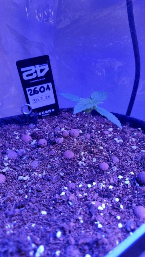 !FastBuds FBA unpublished TESTER GROW!. Week 3 - FBA2601
11.08.2026