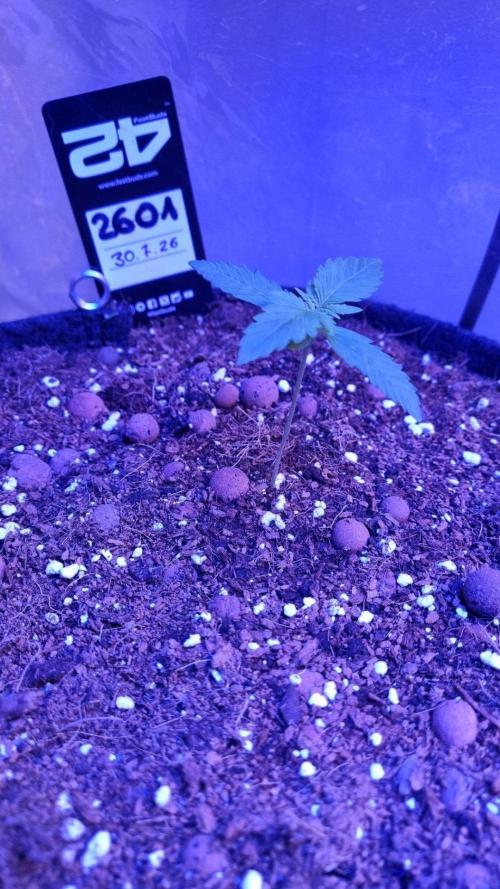 !FastBuds FBA unpublished TESTER GROW!. Week 3 - FBA2601
11.08.2026