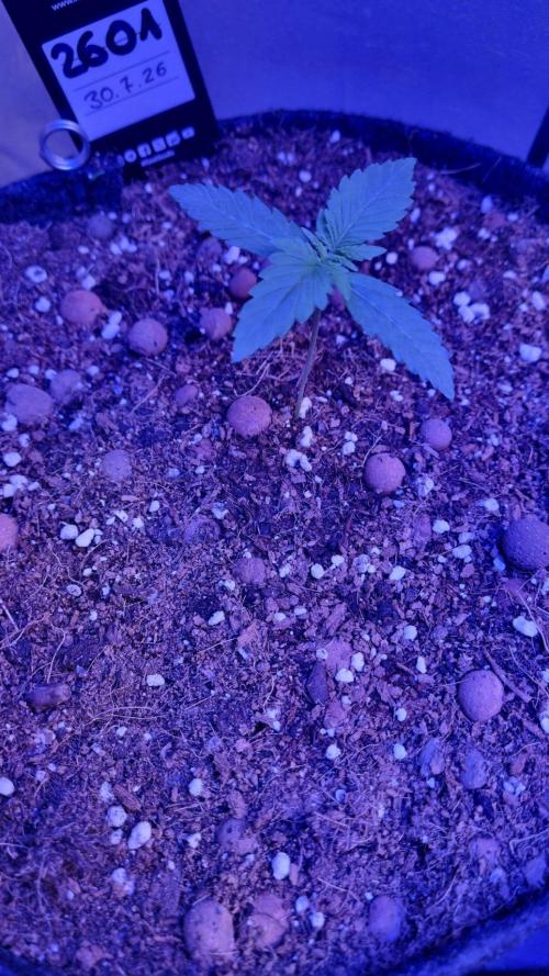 !FastBuds FBA unpublished TESTER GROW!. Week 3 - FBA2601
11.08.2026