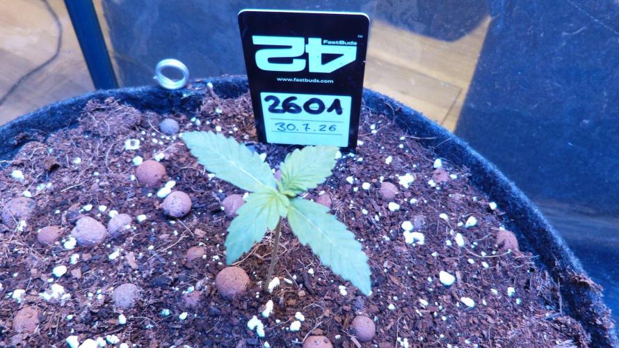 !FastBuds FBA unpublished TESTER GROW!. Week 3 - FBA2601
11.08.2026