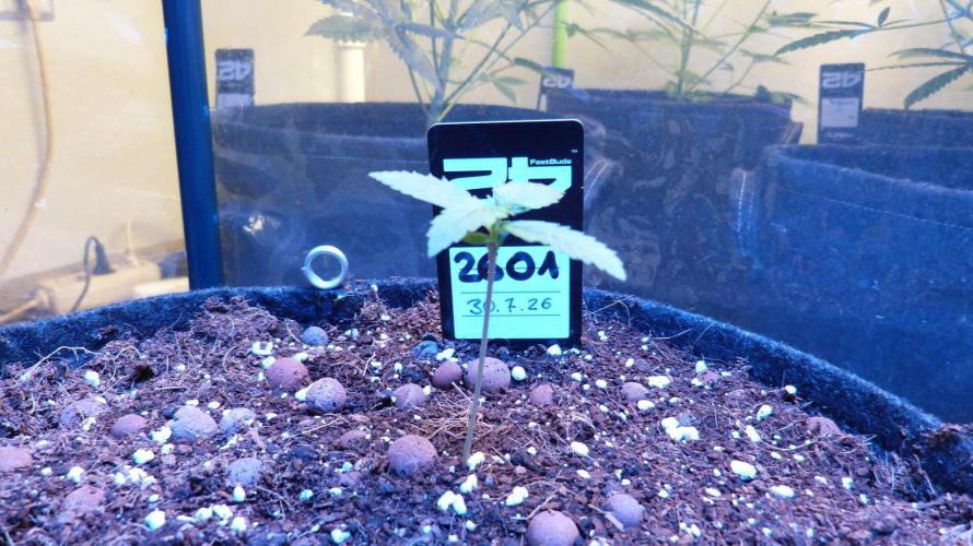!FastBuds FBA unpublished TESTER GROW!. Week 3 - FBA2601
11.08.2026