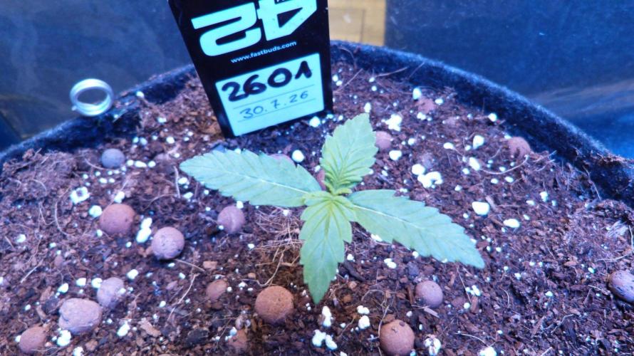 !FastBuds FBA unpublished TESTER GROW!. Week 3 - FBA2601
11.08.2026