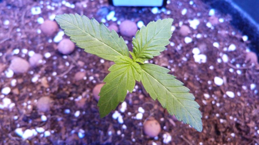 !FastBuds FBA unpublished TESTER GROW!. Week 3 - FBA2601
11.08.2026