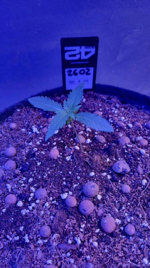 !FastBuds FBA unpublished TESTER GROW!. Week 3 - FBA2602
11.08.2026