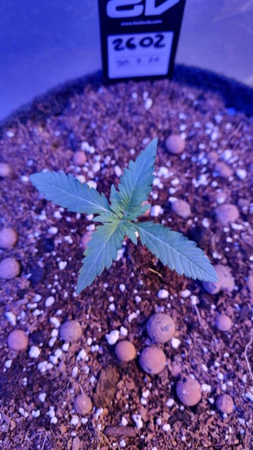 !FastBuds FBA unpublished TESTER GROW!. Week 3 - FBA2602
11.08.2026