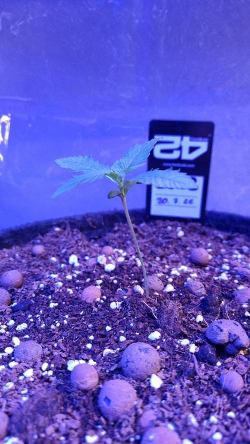 !FastBuds FBA unpublished TESTER GROW!. Week 3 - FBA2602
11.08.2026