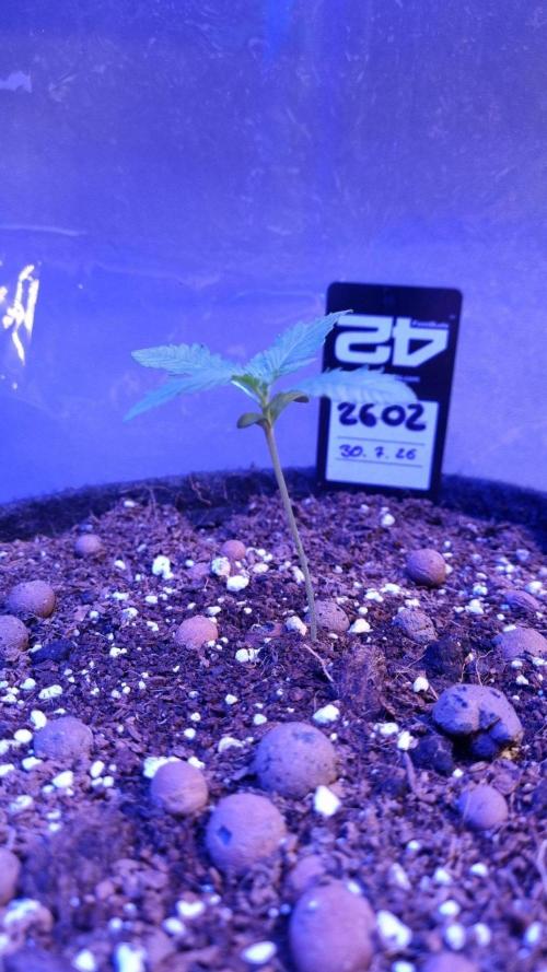 !FastBuds FBA unpublished TESTER GROW!. Week 3 - FBA2602
11.08.2026