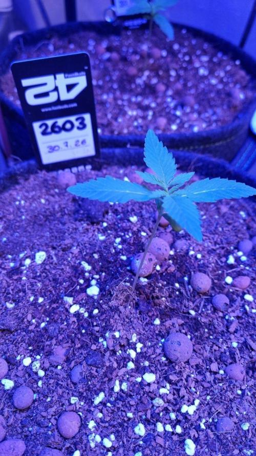 !FastBuds FBA unpublished TESTER GROW!. Week 3 - FBA2603
11.08.2026