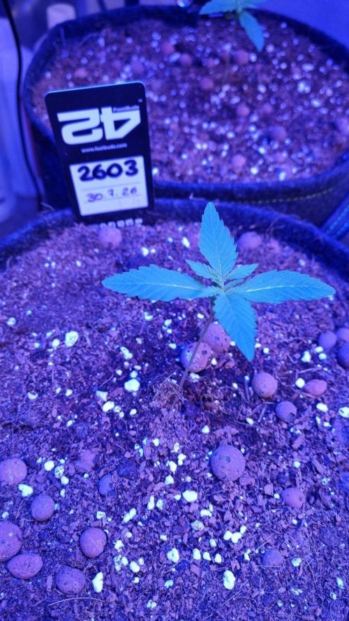 !FastBuds FBA unpublished TESTER GROW!. Week 3 - FBA2603
11.08.2026