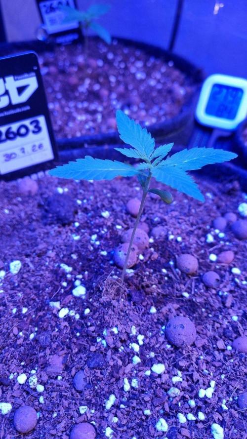 !FastBuds FBA unpublished TESTER GROW!. Week 3 - FBA2603
11.08.2026