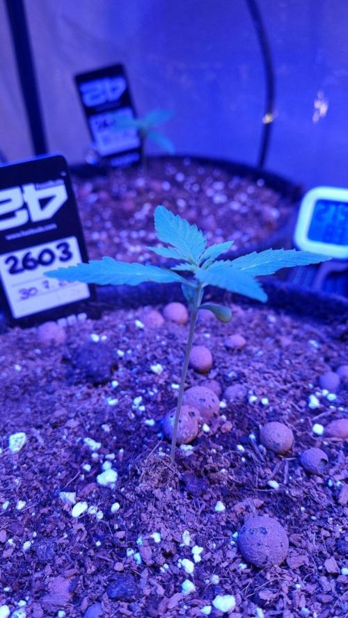 !FastBuds FBA unpublished TESTER GROW!. Week 3 - FBA2603
11.08.2026