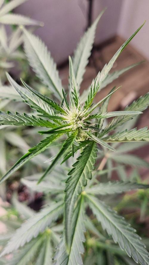 GoodGenetix G-Donutz Automatic. Week 6