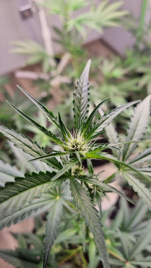 GoodGenetix G-Donutz Automatic. Week 6