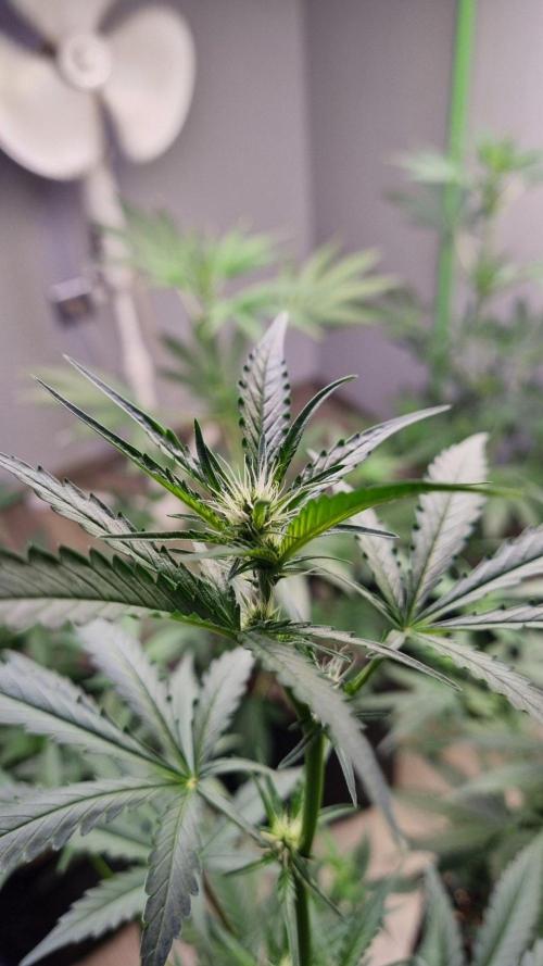 GoodGenetix G-Donutz Automatic. Week 6