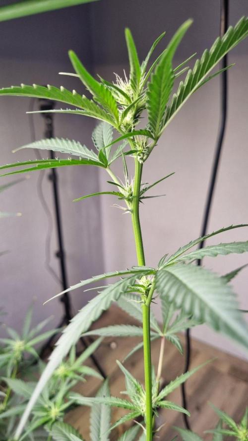 GoodGenetix G-Donutz Automatic. Week 6
