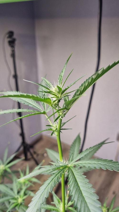 GoodGenetix G-Donutz Automatic. Week 6
