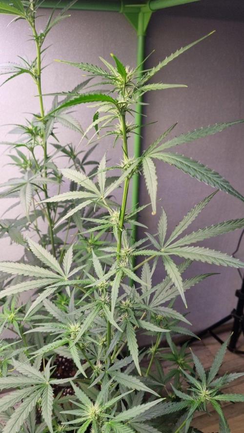 GoodGenetix G-Donutz Automatic. Week 6
