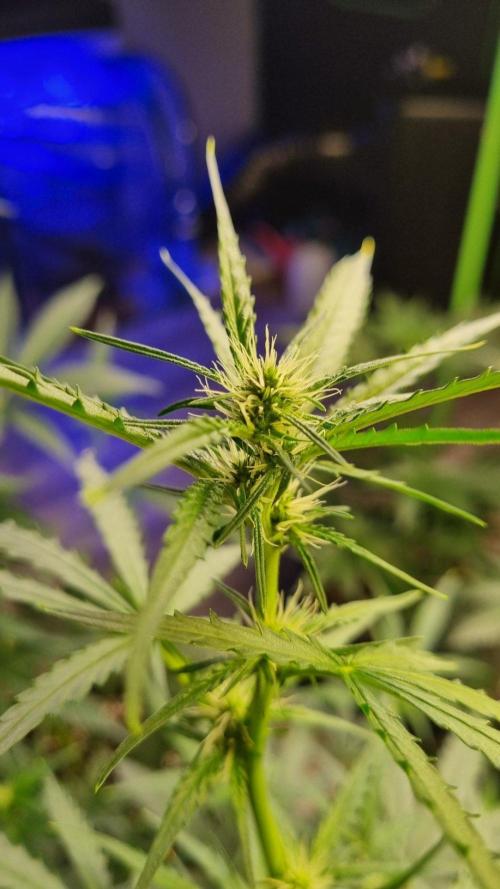GoodGenetix G-Donutz Automatic. Week 6
