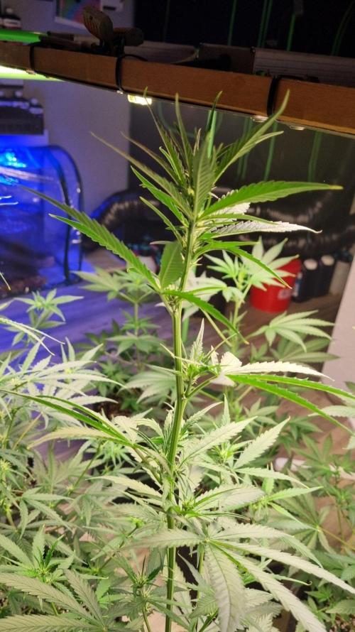 GoodGenetix G-Donutz Automatic. Week 6