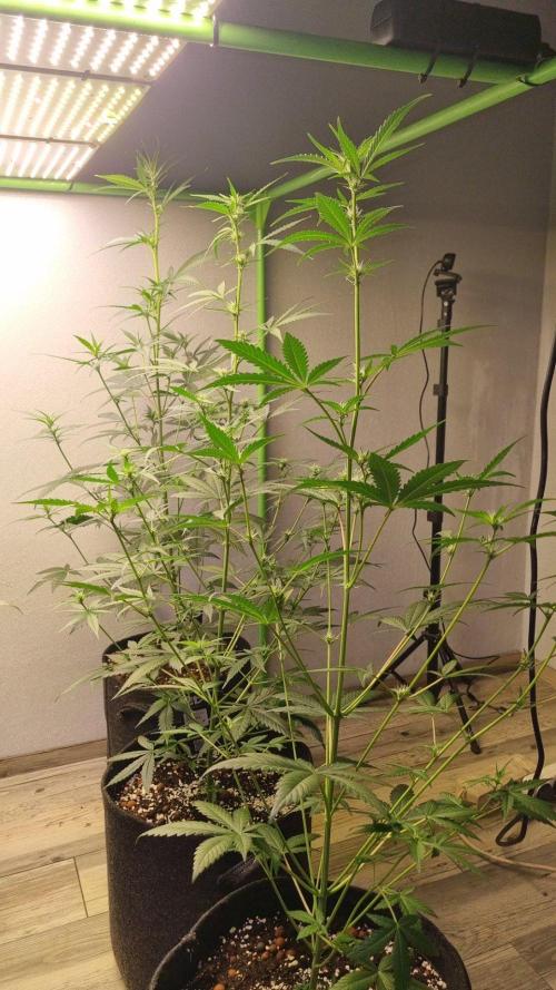 GoodGenetix G-Donutz Automatic. Week 6