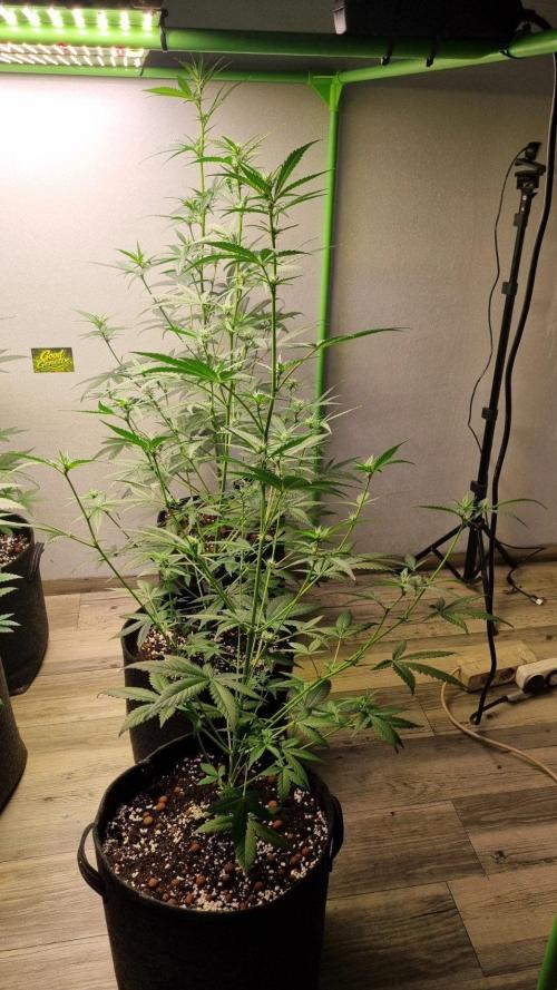 GoodGenetix G-Donutz Automatic. Week 6