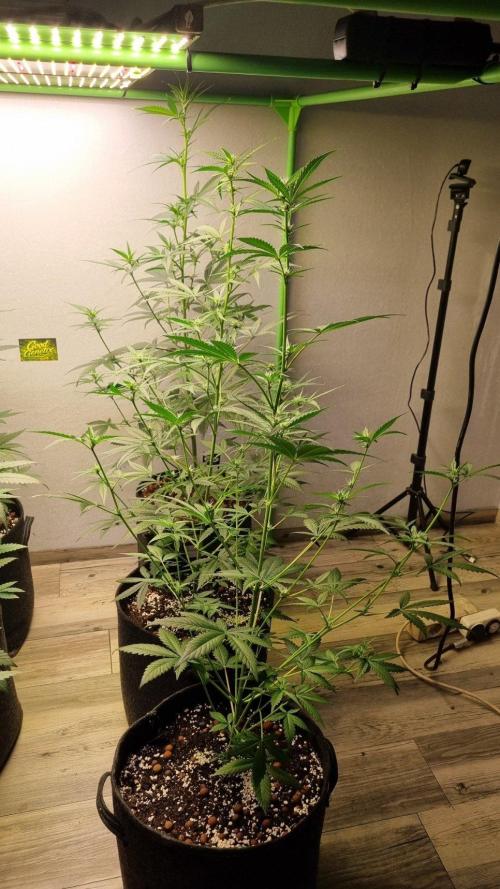 GoodGenetix G-Donutz Automatic. Week 6