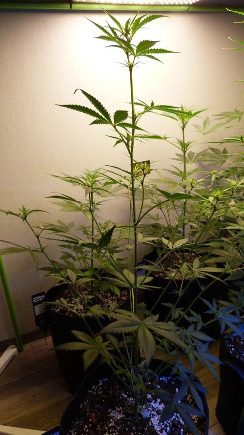 GoodGenetix G-Donutz Automatic. Week 6