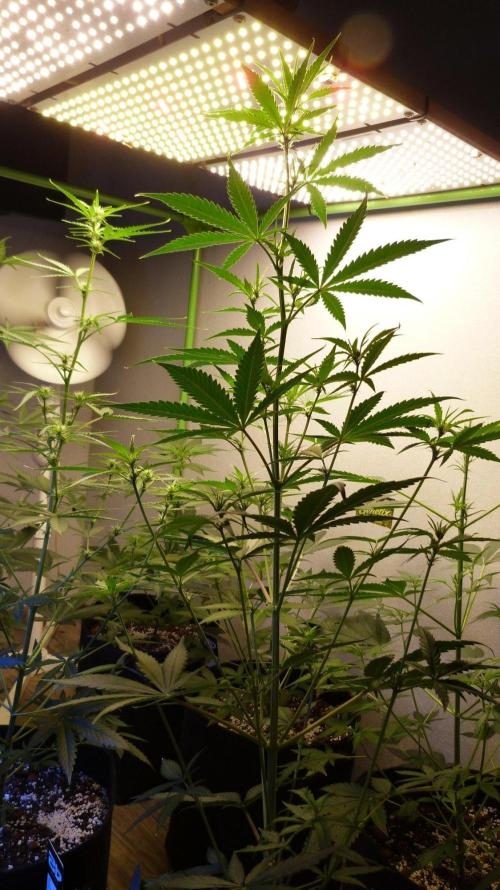 GoodGenetix G-Donutz Automatic. Week 6