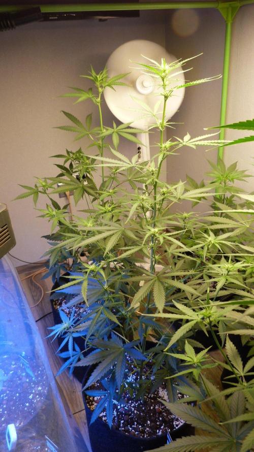GoodGenetix G-Donutz Automatic. Week 6