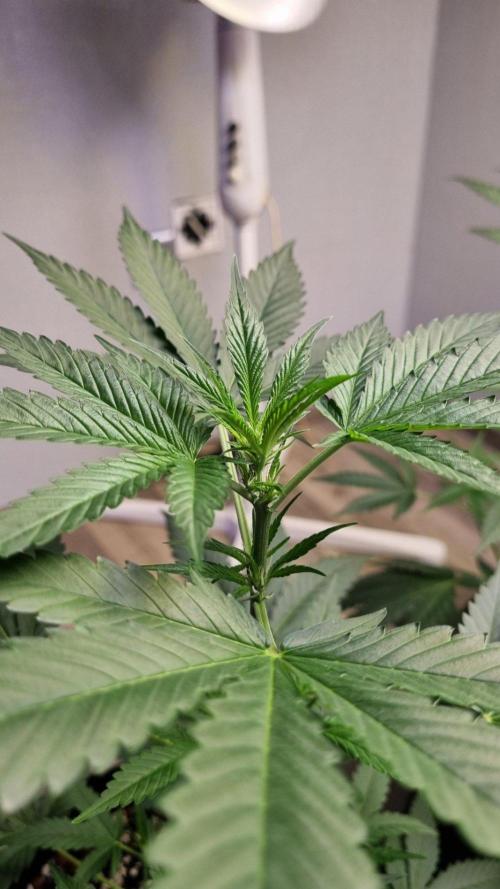GoodGenetix Permanent-G Automatic. Week 6
