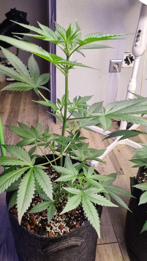 GoodGenetix Permanent-G Automatic. Week 6