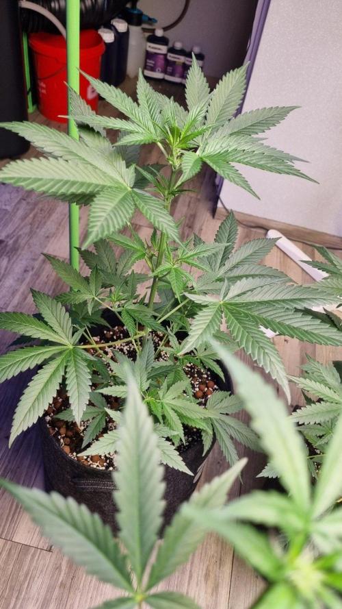 GoodGenetix Permanent-G Automatic. Week 6