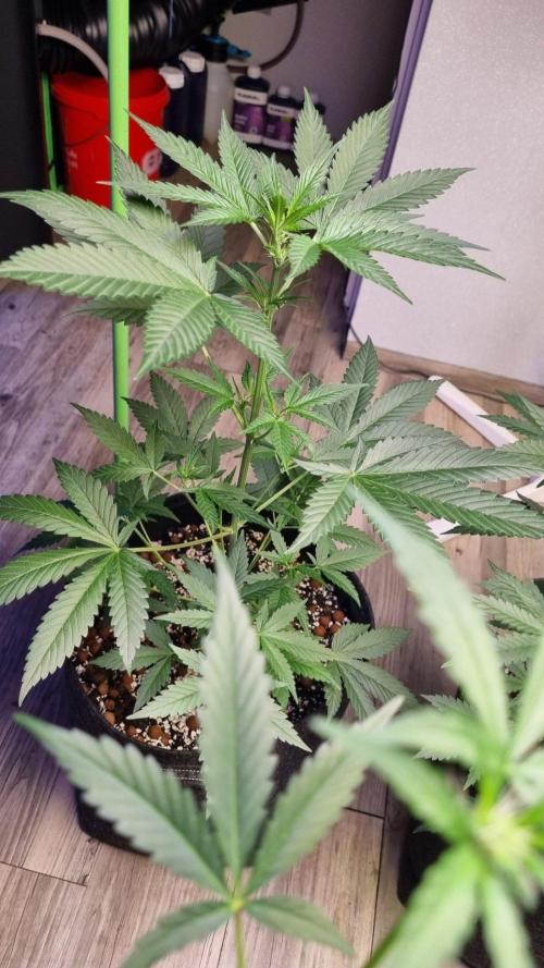 GoodGenetix Permanent-G Automatic. Week 6