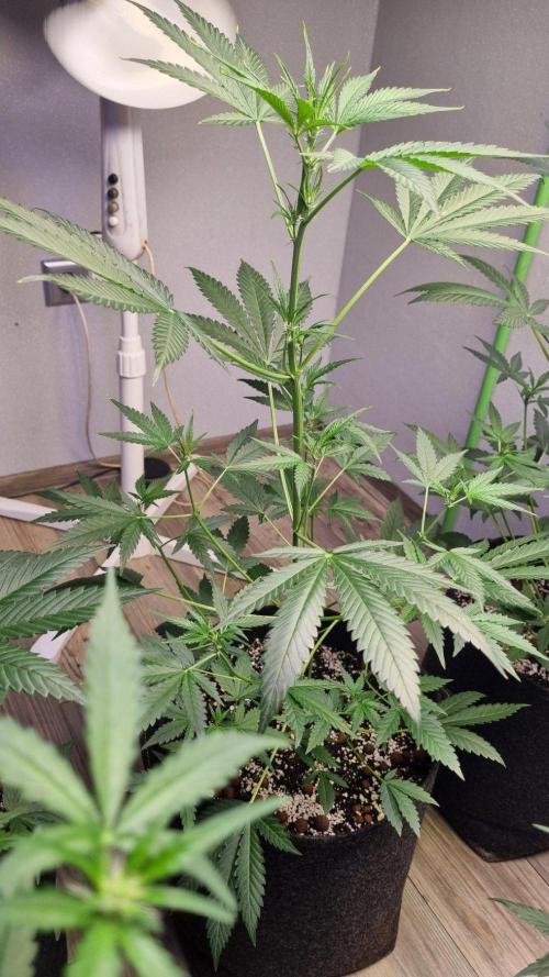GoodGenetix Permanent-G Automatic. Week 6