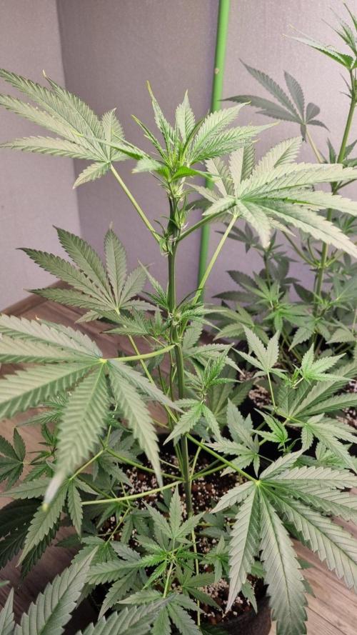 GoodGenetix Permanent-G Automatic. Week 6