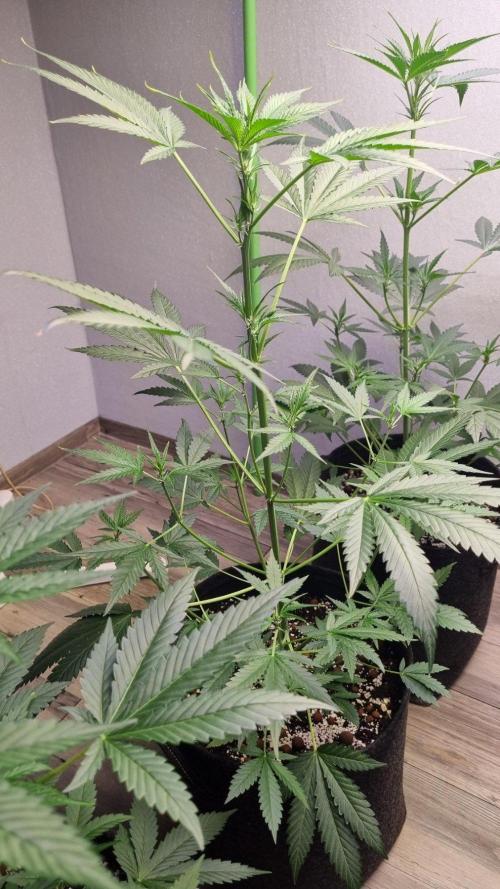 GoodGenetix Permanent-G Automatic. Week 6