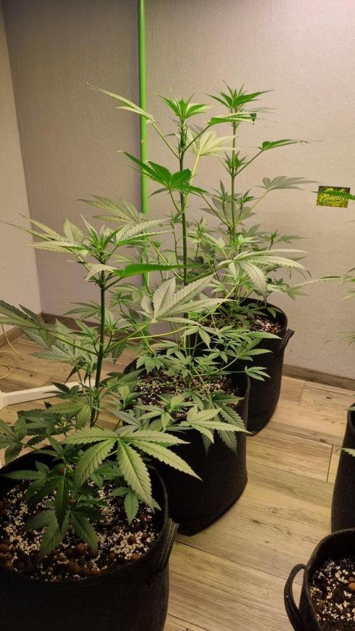 GoodGenetix Permanent-G Automatic. Week 6