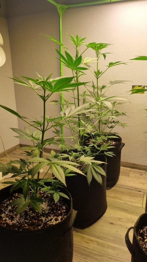 GoodGenetix Permanent-G Automatic. Week 6