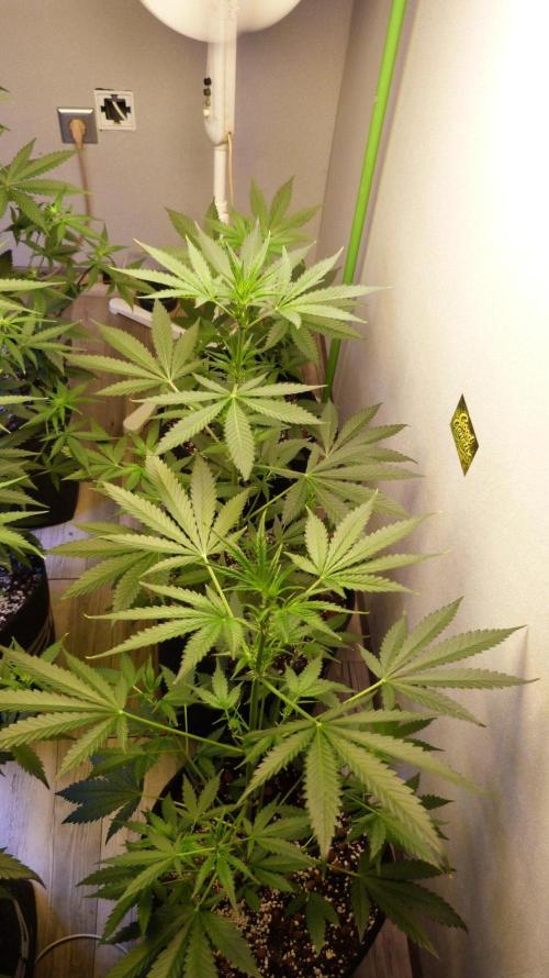 GoodGenetix Permanent-G Automatic. Week 6