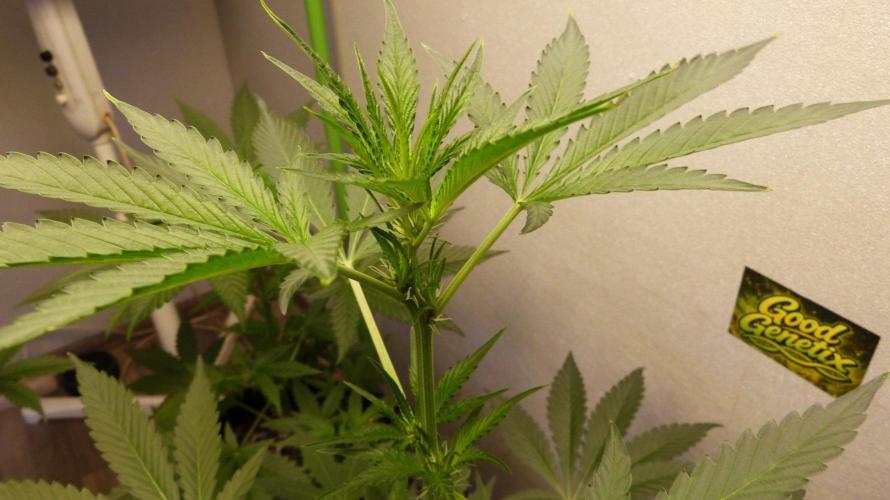 GoodGenetix Permanent-G Automatic. Week 6