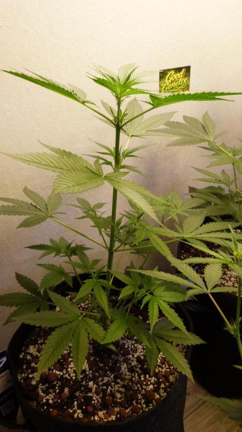 GoodGenetix Permanent-G Automatic. Week 6