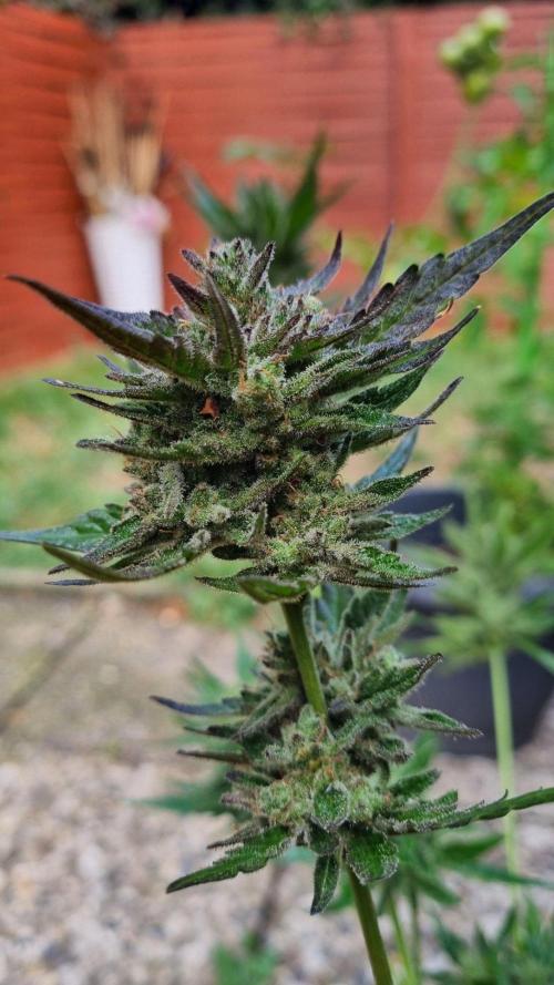 3in1 OUTDOOR Apricot Automatic FastBuds. Week 14