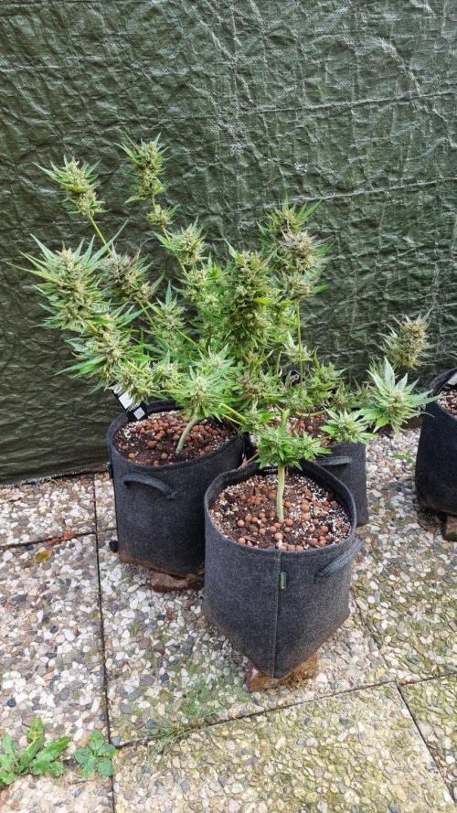 3in1 OUTDOOR Apricot Automatic FastBuds. Week 14