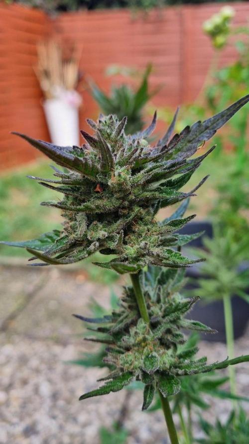 3in1 OUTDOOR Apricot Automatic FastBuds. Week 14